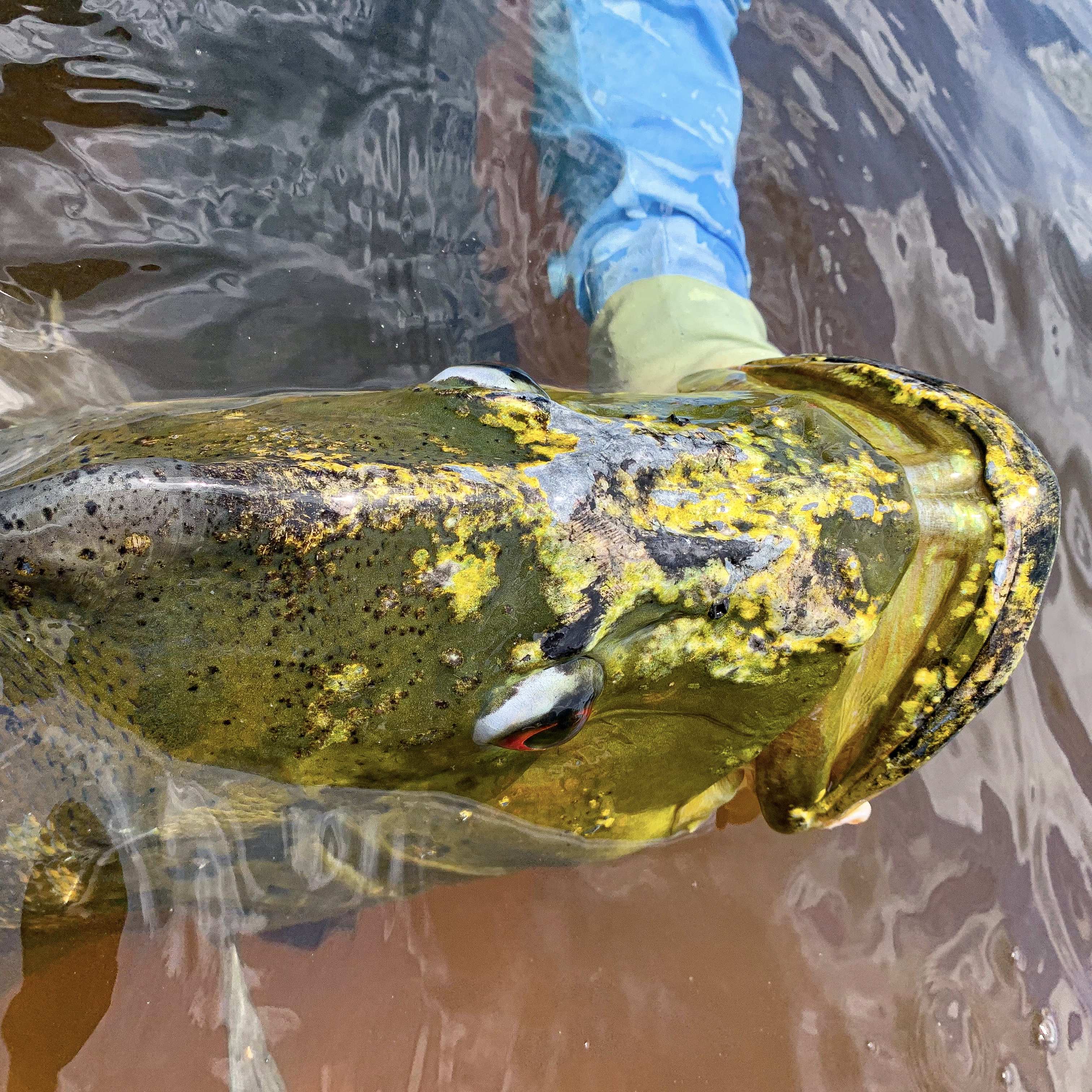 Peacock Bass